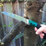 advice_thumb_pruning_saw